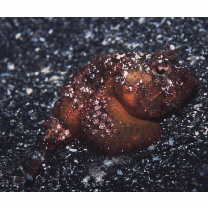 Scorpaenopsis cotticeps Fowler, 1938