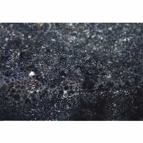 Inegocia ochiaii Imamura, 2010