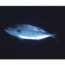 Seriola lalandi Valenciennes, 1833