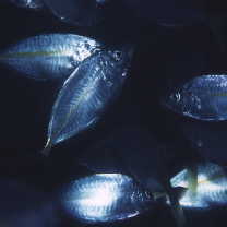 Pseudocaranx dentex (Bloch et Schneider, 1801)