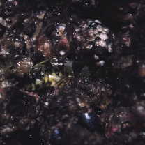 Scartella emarginata (Gunther, 1861)