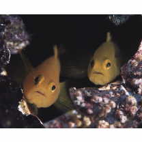 Lubricogobius exiguus Tanaka, 1915