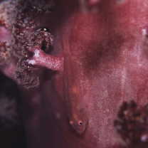 Pleurosicya boldinghi Weber, 1913