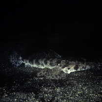 Inegocia ochiaii Imamura, 2010