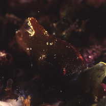 Lethotremus awae (Jordan et Snyder, 1902)