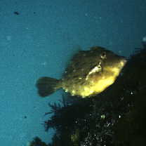 Stephanolepis cirrhifer (Temminck et Schlegel, 1850)