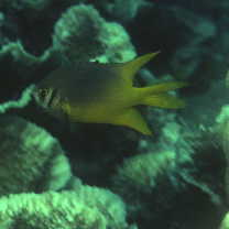 Neoglyphidodon nigroris (Cuvier, 1830)