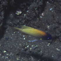 Chrysiptera rex (Snyder, 1909)