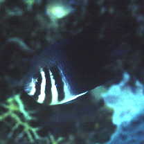 Neoglyphidodon thoracotaeniatus (Fowler et Bean, 1928)