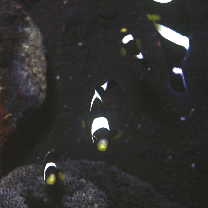 Amphiprion sp. 1