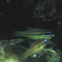 Apogon sealei Fowler, 1918