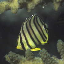 Chaetodon octofasciatus Bloch, 1787