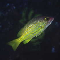 Lutjanus rufolineatus (Valenciennes, 1830)