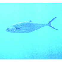 Scomberoides lysan (Forsskal, 1775)