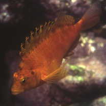 Cirrhitichthys aureus (Temminck et Schlegel, 1843)