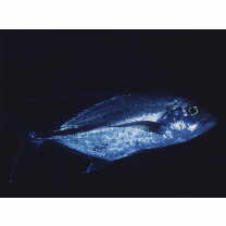 Carangichthys oblongus (Cuvier, 1833)