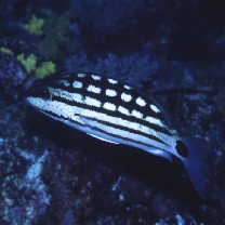 Lutjanus decussatus (Cuvier, 1828)