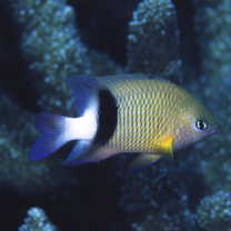 Plectroglyphidodon dickii (Lienard, 1839)