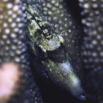 Cantherhines fronticinctus (Gunther, 1867)