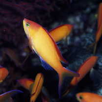 Pseudanthias dispar (Herre, 1955)
