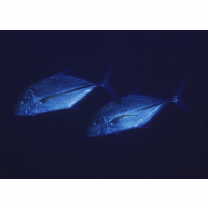 Caranx melampygus Cuvier, 1833