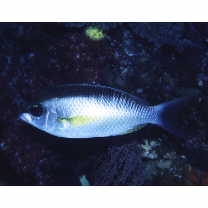 Scolopsis margaritifera (Cuvier, 1830)