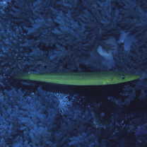 Cheilio inermis (Forsskal, 1775)