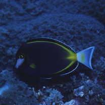 Acanthurus japonicus (Schmidt, 1931)