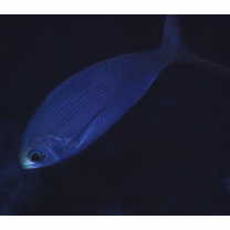 Paracaesio sordida Abe et Shinohara, 1962