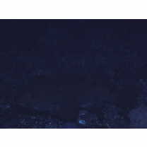 Epinephelus trimaculatus (Valenciennes, 1828)