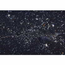 Diplogrammus xenicus (Jordan et Thompson, 1914)