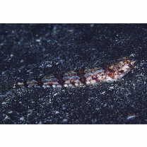 Synodus dermatogenys Fowler, 1912