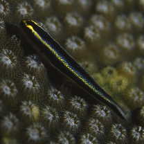 Gobiosoma genie Bohlke et Robins, 1968