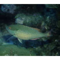 Sparisoma aurofrenatum (Valenciennes, 1839)