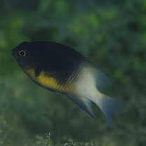 Stegastes partitus (Poey, 1867)