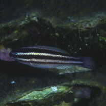 Scarus taeniopterus Desmarest, 1831