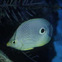 フォーアイ・バタフライフィッシュ