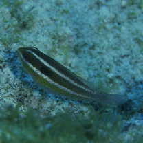 Sparisoma aurofrenatum (Valenciennes, 1839)