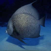 Pomacanthus arcuatus (Linnaeus, 1758)