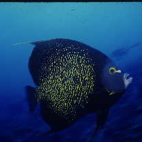 Pomacanthus paru (Bloch, 1787)