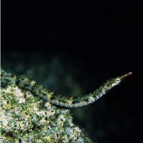 Corythoichthys haematopterus (Bleeker, 1851)