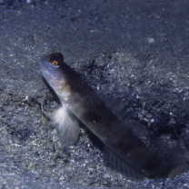 Cryptocentrus shigensis Kuroda, 1956