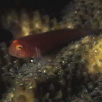 Gobiodon quinquestrigatus (Valenciennes, 1837)