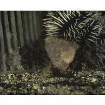 Scorpaenodes parvipinnis (Garrett, 1864)