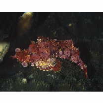 Rhinopias xenops (Gilbert, 1905)