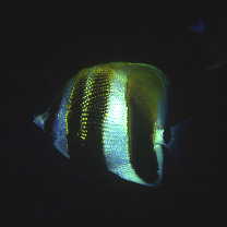 Coradion altivelis McCulloch, 1916