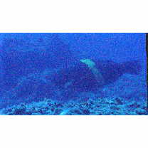 Scarus obishime Randall et Earle, 1993