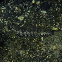 Parapercis kamoharai Schultz, 1966