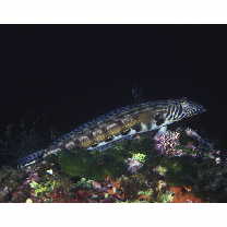 Parapercis kamoharai Schultz, 1966