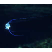 Alectis ciliaris (Bloch, 1787)